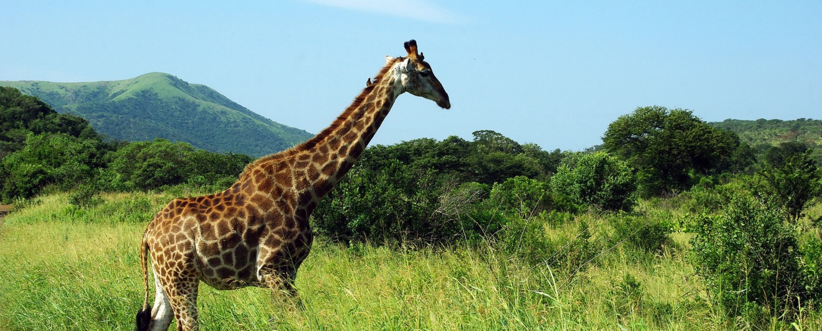 Park Krugera w Republice Południowej Afryki